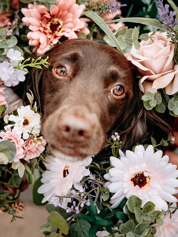moat hall barns wedding photographer - cute couples dog